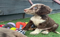 Cocker Spaniel dogs for sale: ❤️Gorgeous, Happy, Healthy, Spaniel babies 💙 - Image 22