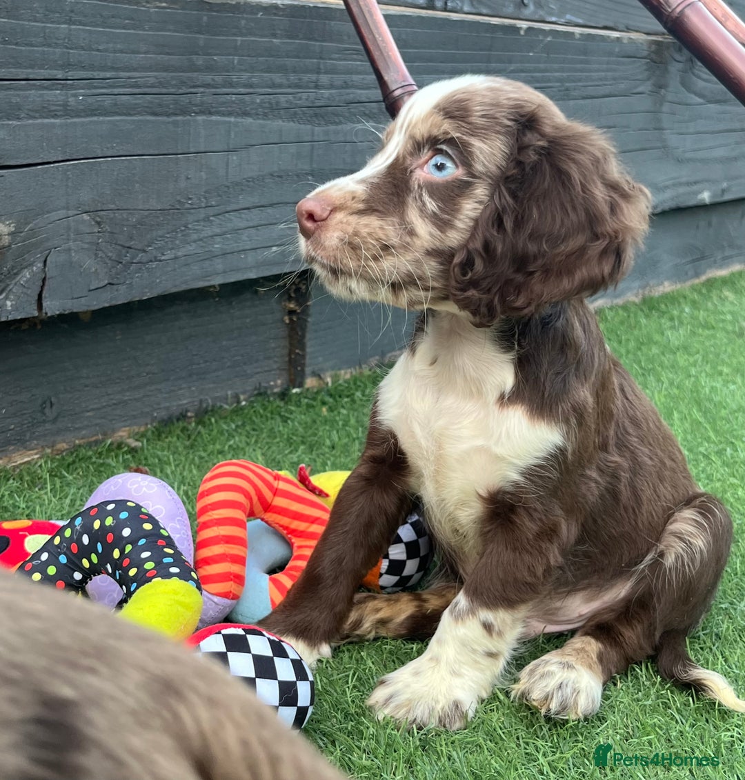 Cocker Spaniel dogs for sale: ❤️Gorgeous, Happy, Healthy, Spaniel babies 💙 - Image 22
