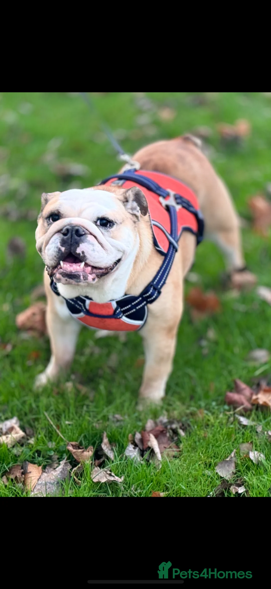 English Bulldog dogs for sale: Cookie - Advert 1