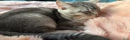 British Shorthair cats for sale: British Shorthair kittens Ready now-Fully Vacc - Advert 12