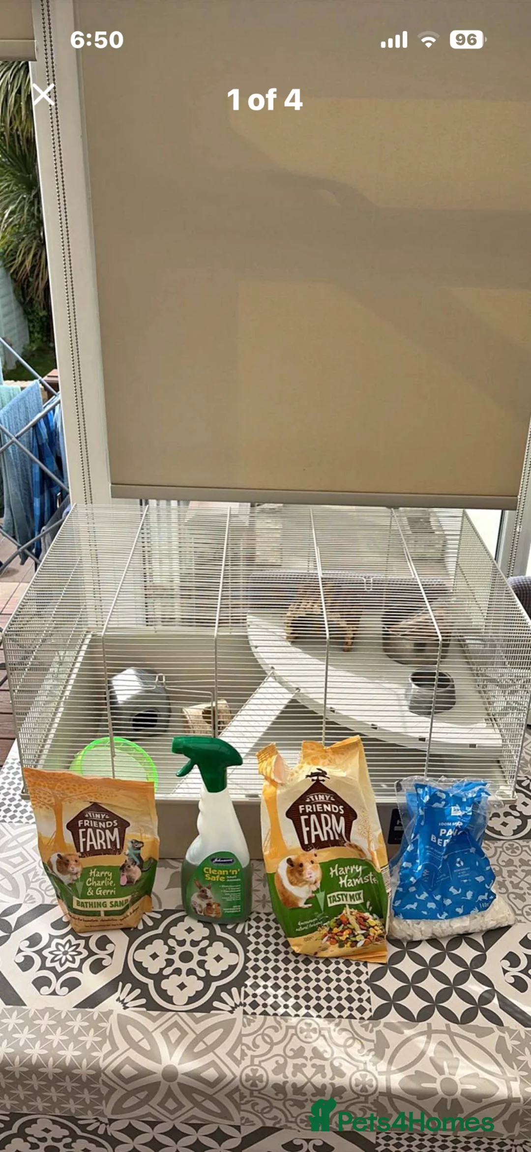 Hamster rodents for sale: fluffy syrian hamster for sale  in Romford - Advert 2