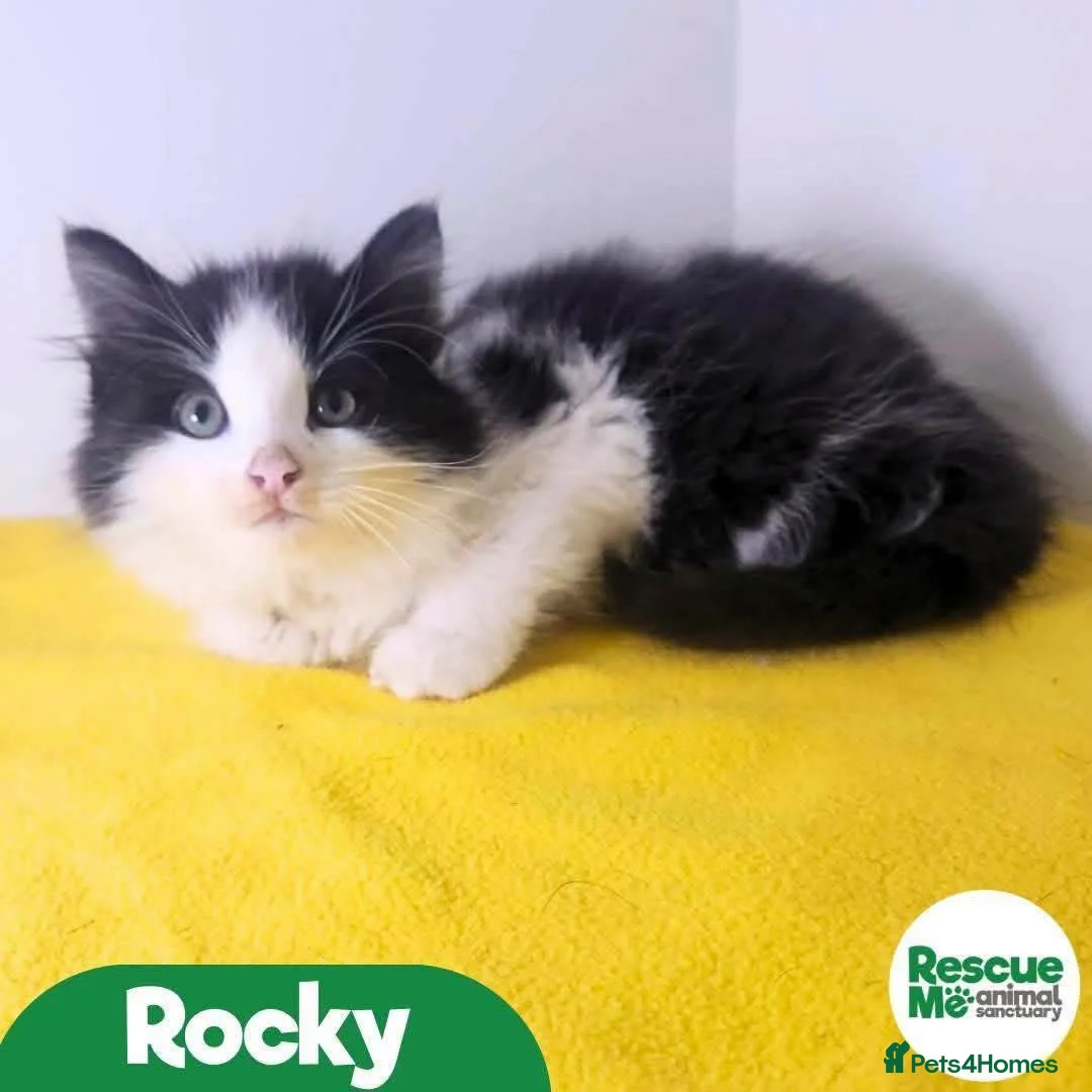 Mixed Breed cats for adoption: Rocky - sweet kitten - Advert 1
