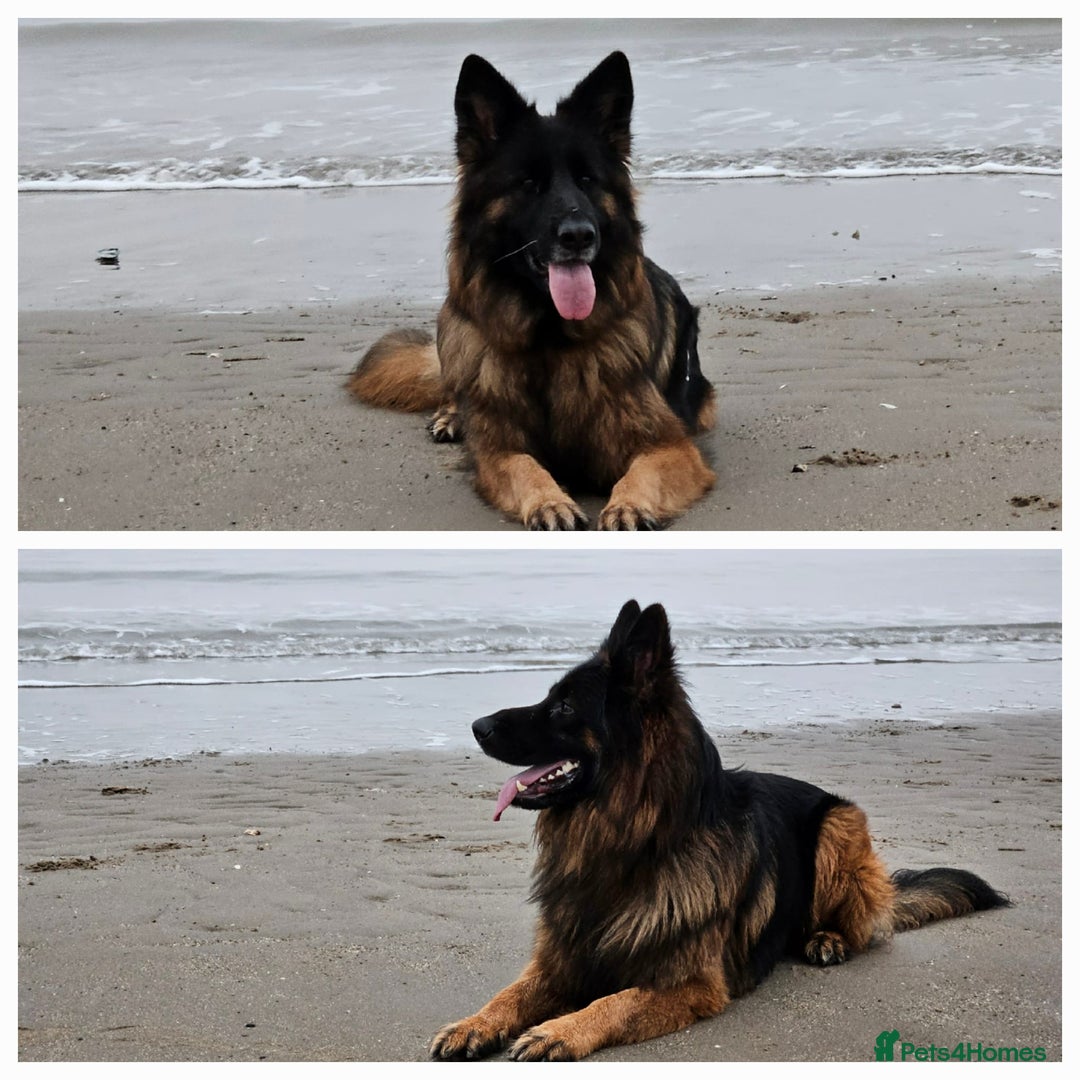 German Shepherd dogs for sale: Puppies  - Advert 14