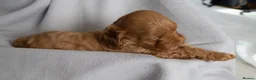 Cockapoo dogs for sale: Beautiful Cockapoo Puppies - Advert 7