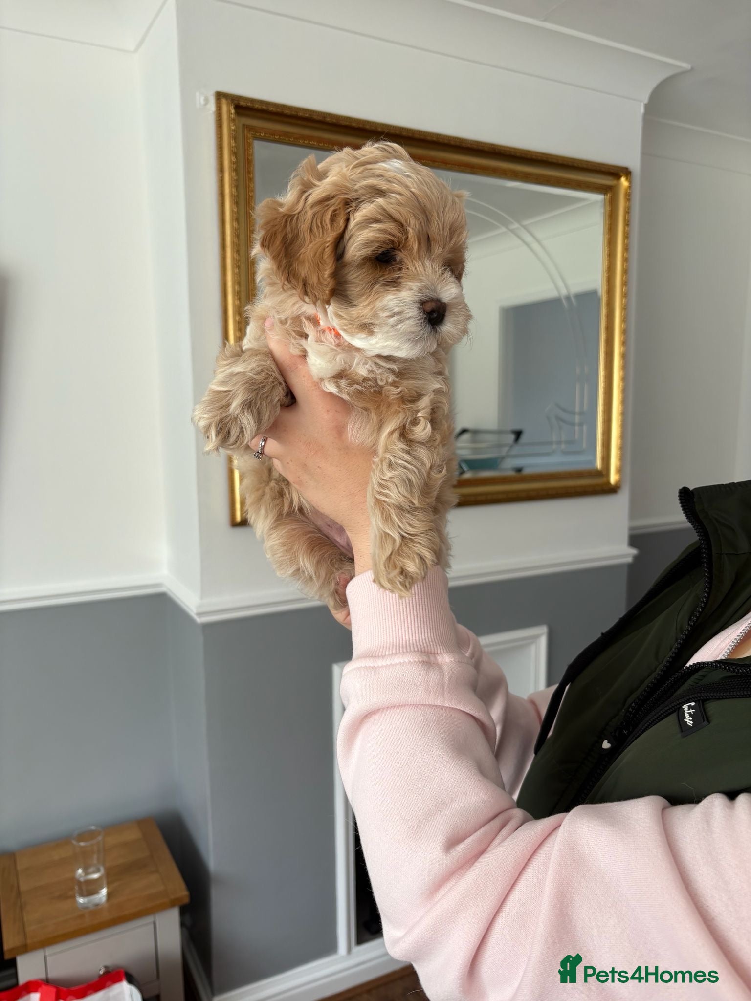 Mixed Breed dogs Cavamaltipoo puppies - 2 boys left - ready Friday - Advert 10