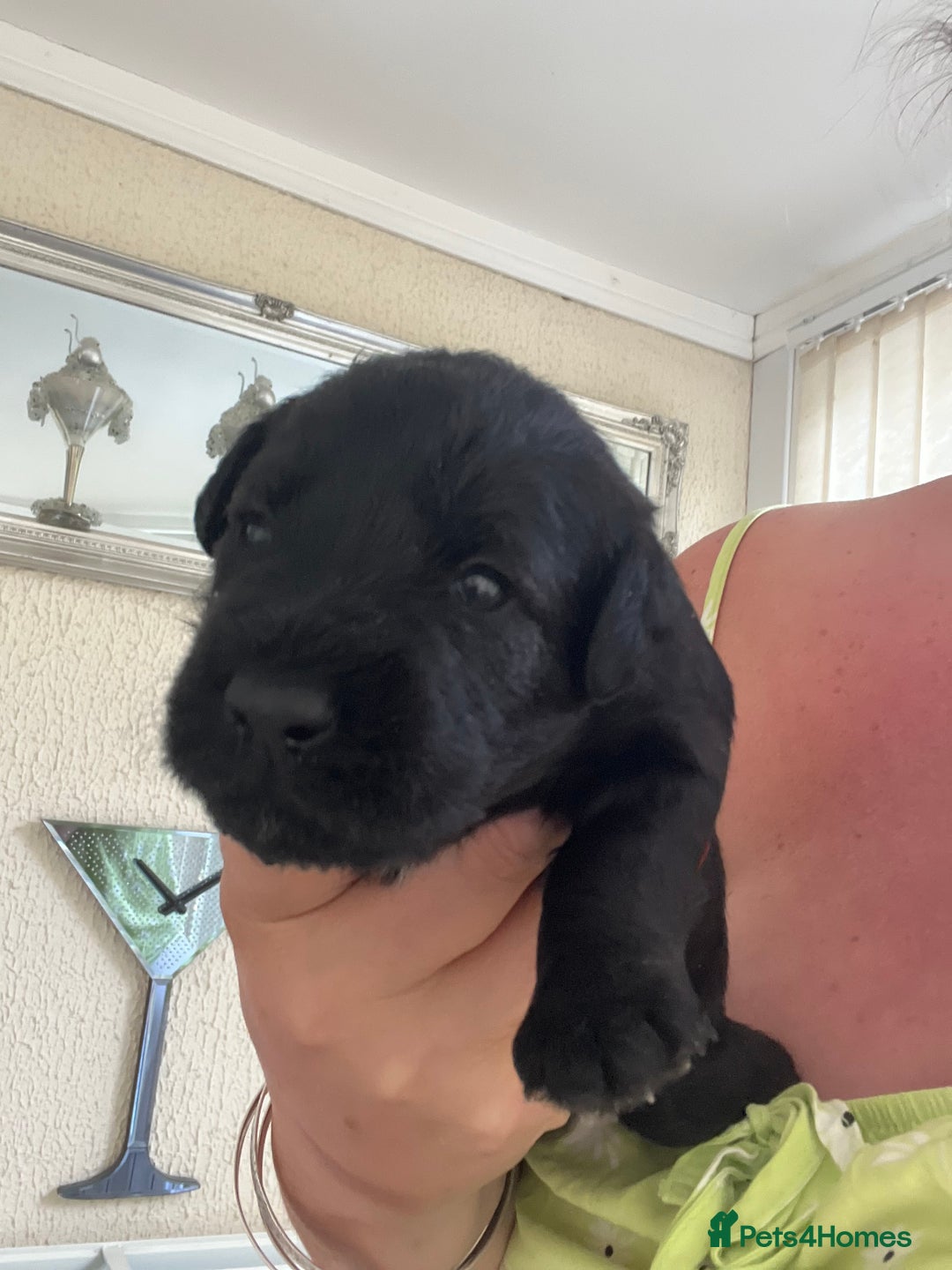 Miniature Schnauzer dogs for sale: 🐾🐶Schnauzer/Schnoodles🐶🐾 - Image 11