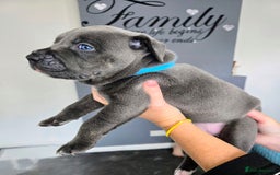 Mixed Breed dogs for sale: Staffy cross pups for sale  - Image 17