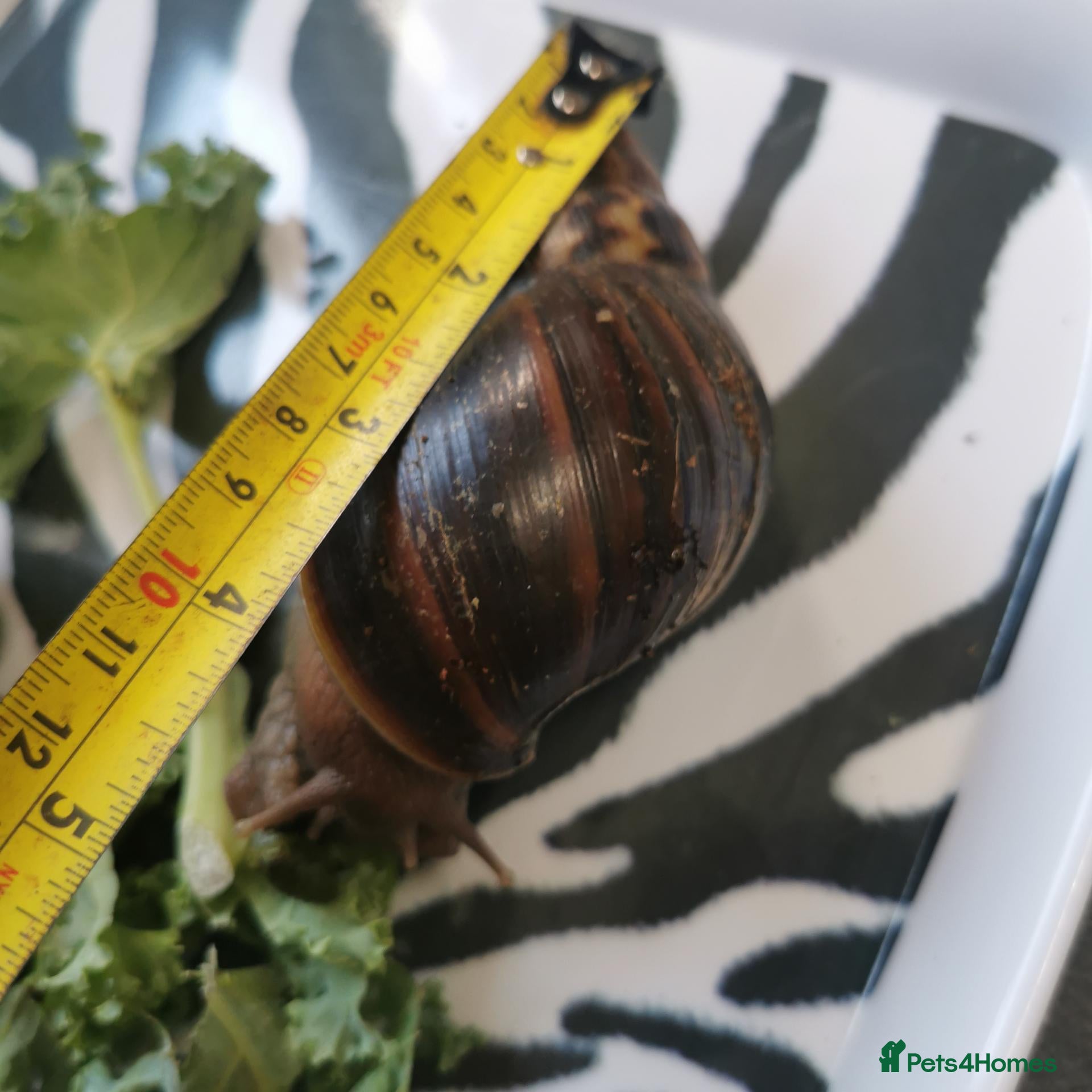 Snails invertebrates Giant African Land Snails, smaller ones available  - Advert 1