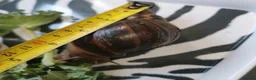 Snails invertebrates for sale: Giant African Land Snails, smaller ones available  - Advert 1