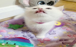 British Longhair cats for sale: 5 Beautiful blue eyed British Shorthair in London - Image 20