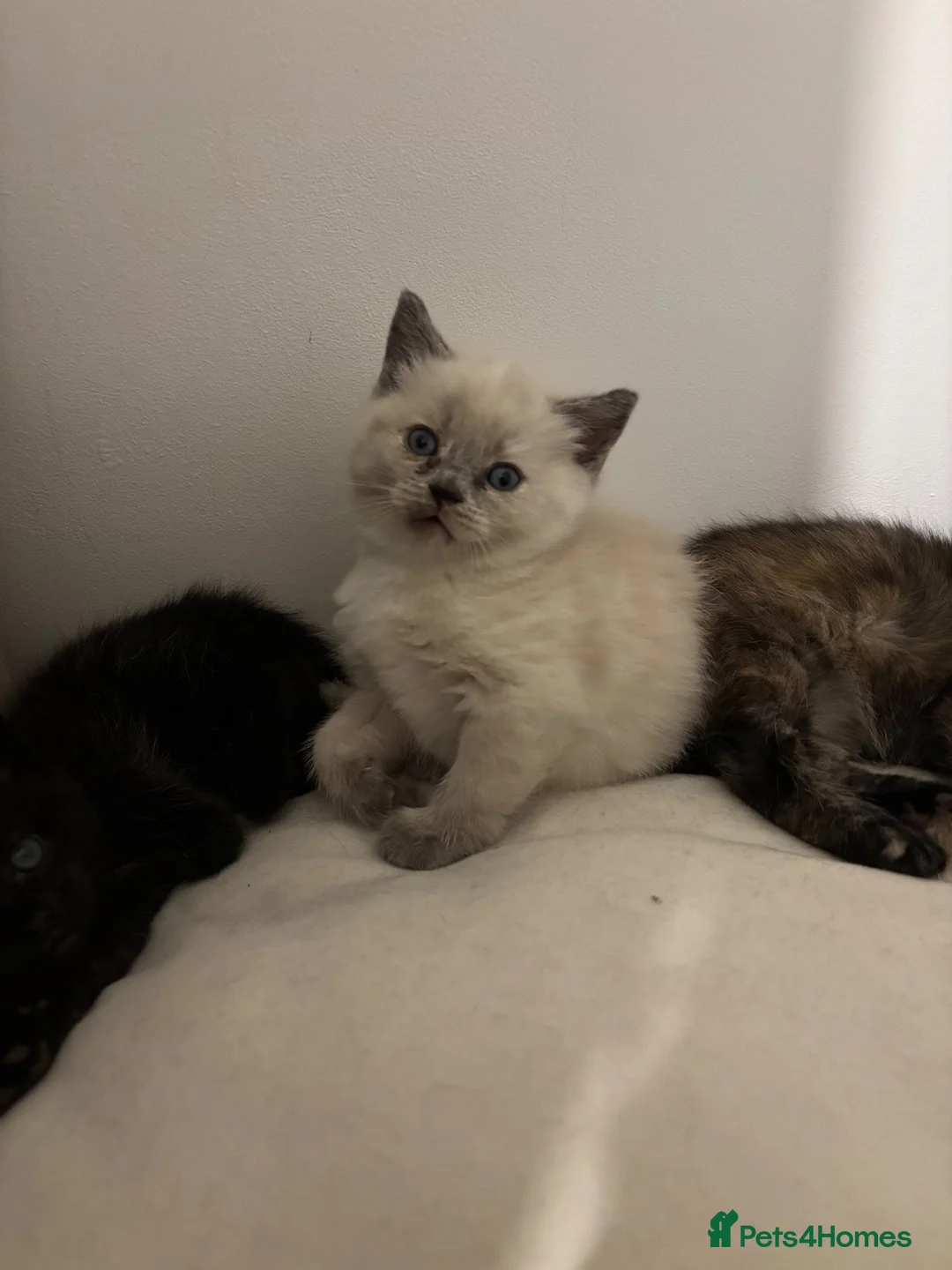 Ragdoll cats for sale: British shorthair x Ragdoll kittens  - Advert 2