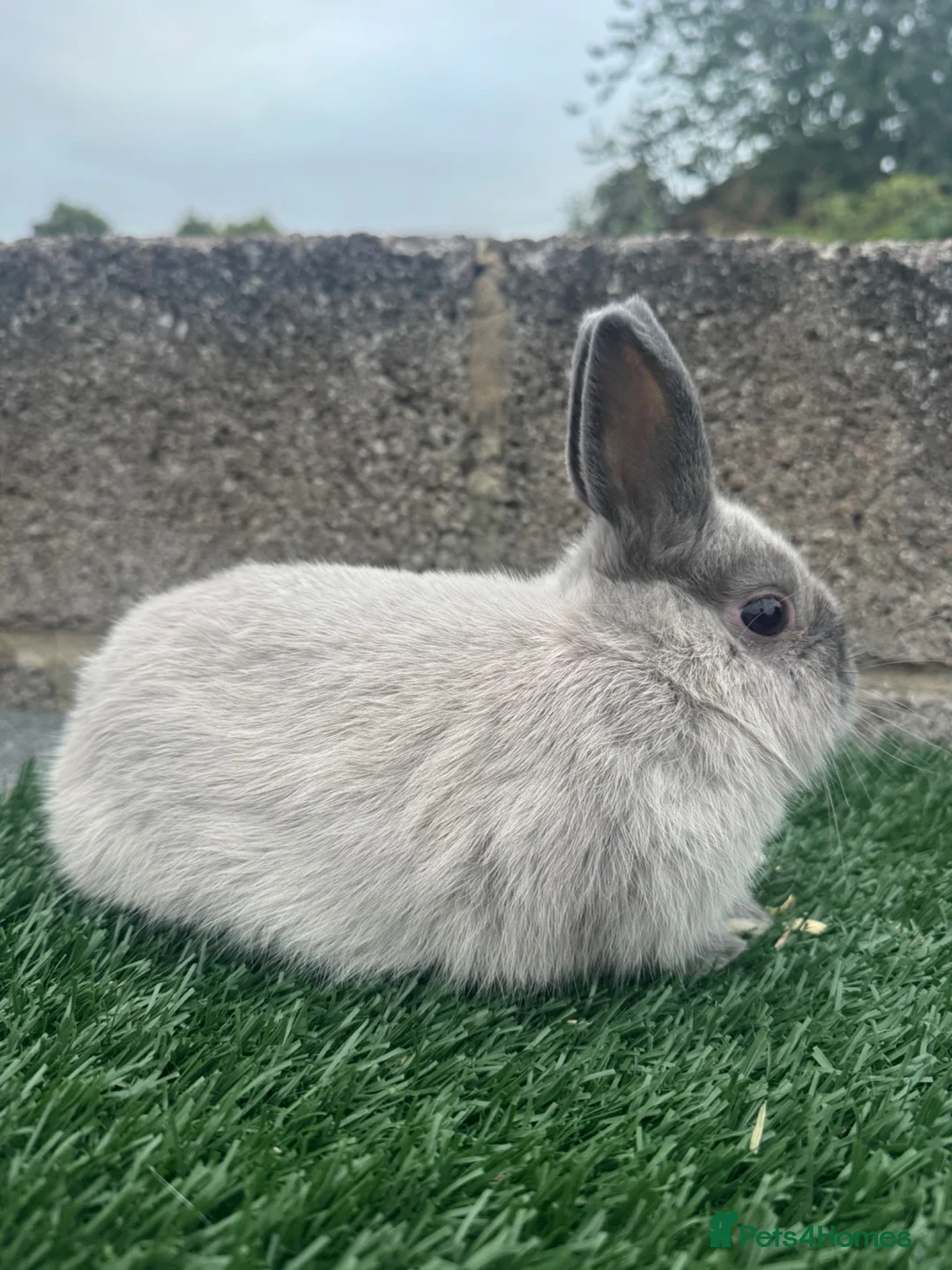 Netherland Dwarf rabbits for sale: Pure breed Netherlands dwarf  - Advert 2