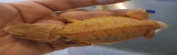 Bearded Dragon reptiles for sale: Baby bearded dragons  - Advert 11