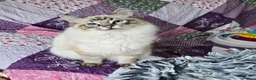Ragdoll cats for sale: Seal and Blue Tabby female Ragdolls - Advert 7