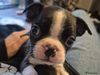 Boston Terrier dogs KC boston terriers puppies. Wildax bloodline - Advert 3