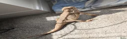 Dragon reptiles for sale: Bearded Dragon with full setup  in Cramlington - Advert 2