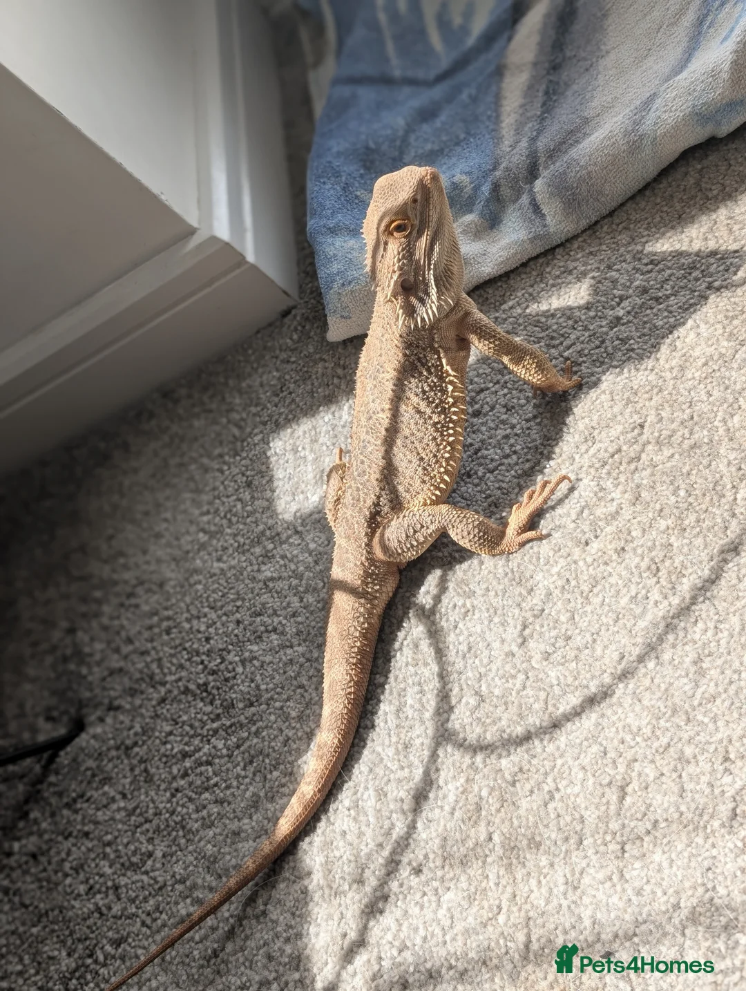 Dragon reptiles for sale: Bearded Dragon with full setup  in Cramlington - Advert 2