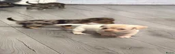Jackshund dogs for sale: Beautiful jackweenies for sale  - Advert 30