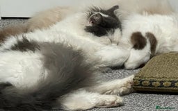 Mixed Breed cats for sale: Stunning Ragdoll Cross Kittens - Image 4