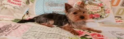 Yorkshire Terrier dogs for sale: Girls-Gorgeous Yorkshire Terrier-Ready 14 August - Advert 20