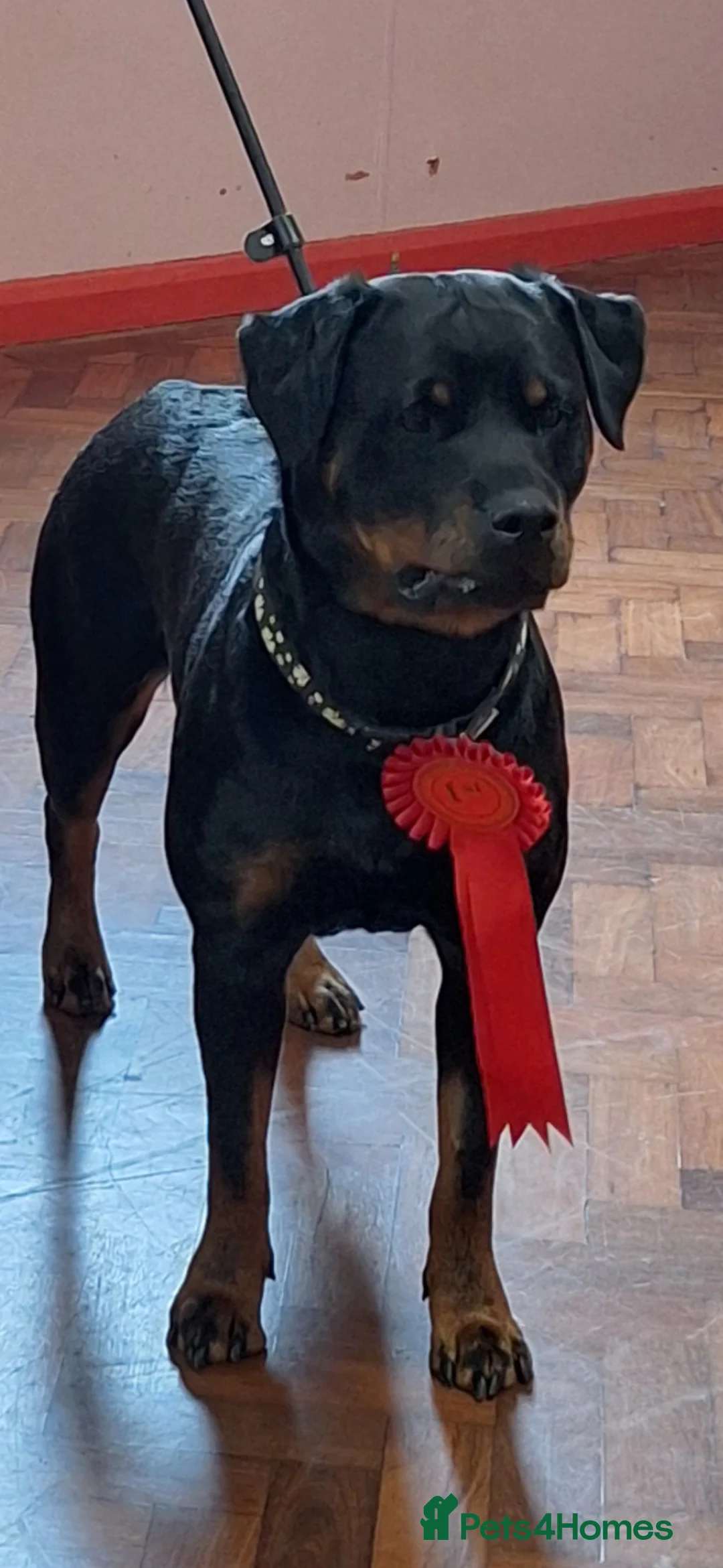 Rottweiler dogs for sale: Rottweiler puppies - Advert 2