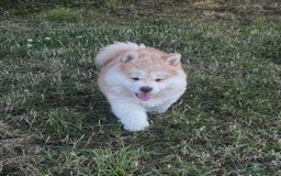 Chow Chow dogs for sale: Exotic colour chowsky puppies for sale  - Image 11
