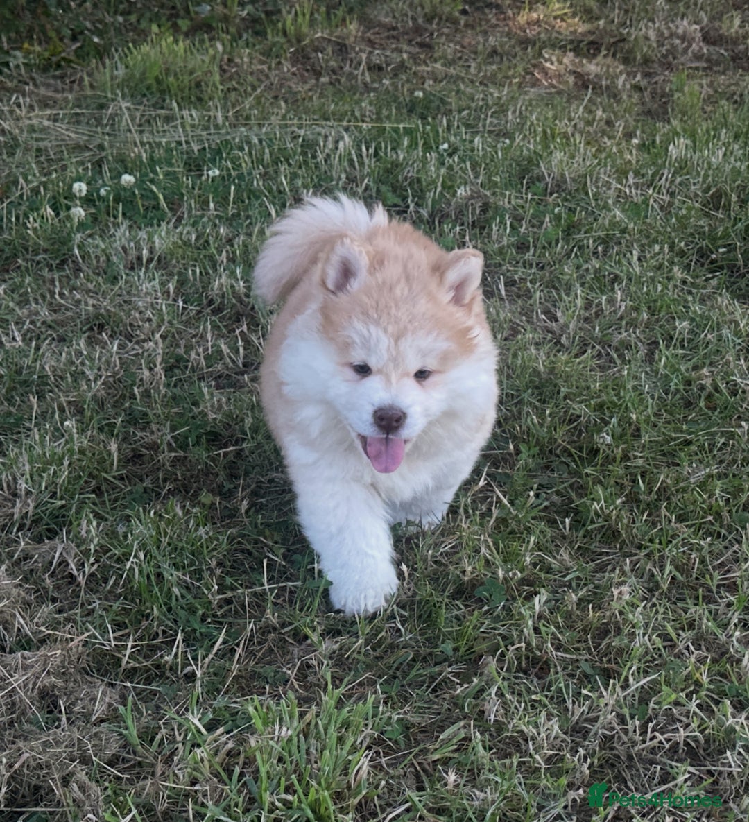 Chow Chow dogs for sale: Exotic colour chowsky puppies for sale  - Image 11