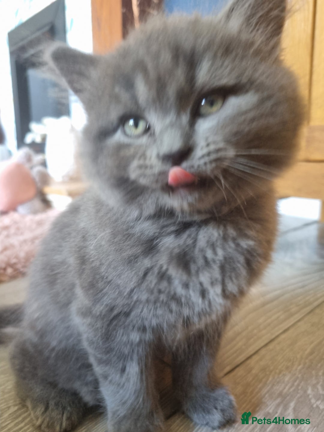 British Shorthair cats for sale: BEAUTIFUL BRITISH LONGHAIR/SHORTHAIR KITTENS - Image 4