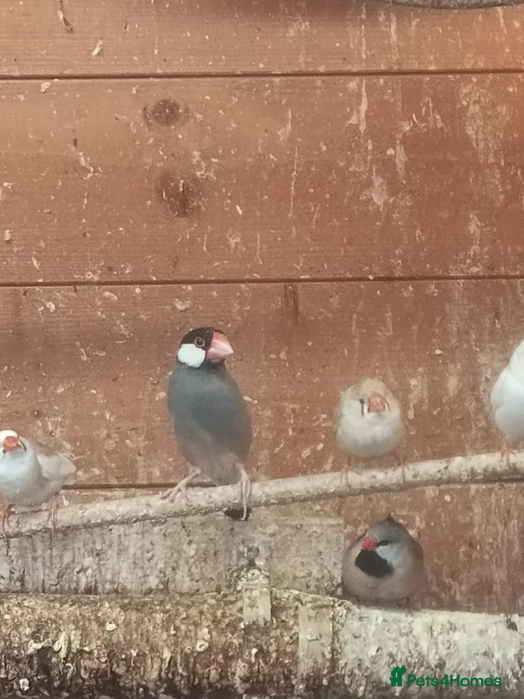 Finches birds for sale: Zebra finches and Silver Java Sparrows - Advert 6