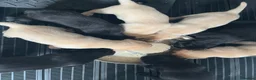 Labrador Retriever dogs for sale: KC REG LABRADOR RETRIEVER PUPPIES  in Waterlooville - Advert 5