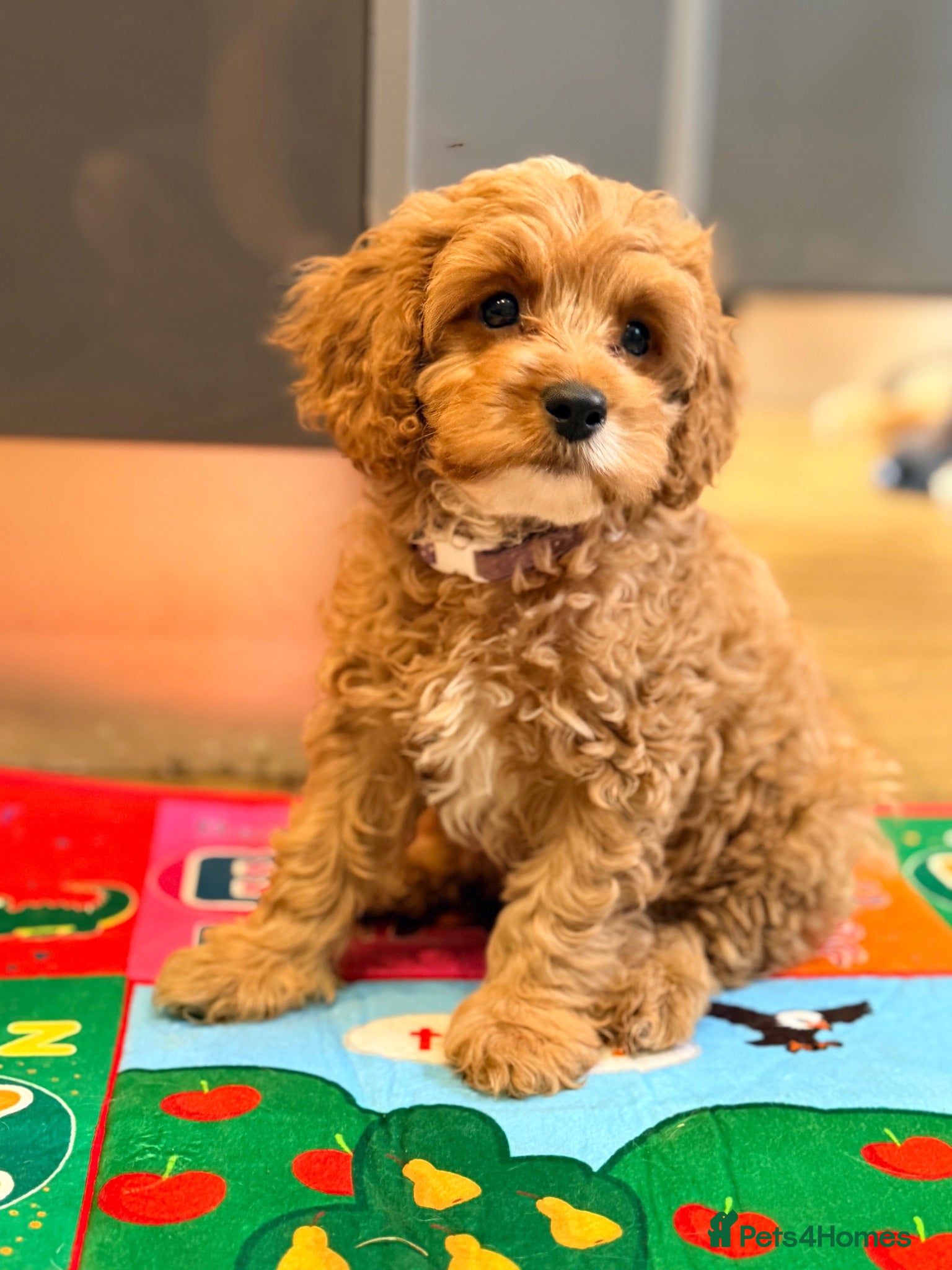 Cavapoo dogs for sale:     Male F1 Toy Cavapoos – Health Tested Parents - Advert 2