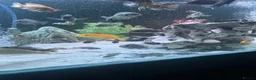 Cichlids fish for sale: Mix of cichlid fish. Mixed sizes  - Advert 3