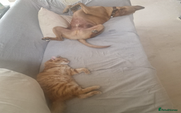 Mixed Breed cats for adoption: Gorgeous fun loving Kip is looking for a home - Image 9