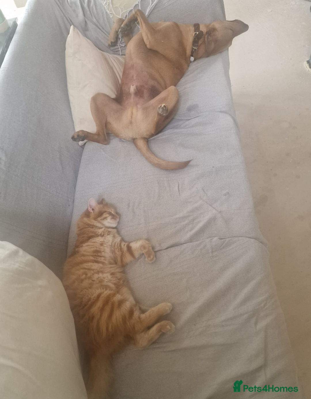 Mixed Breed cats for adoption: Gorgeous fun loving Kip is looking for a home - Image 9