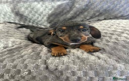 Mixed Breed dogs for sale: Dachshund x jack russell - Image 7