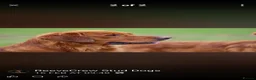 Golden Retriever dogs for sale: DNA hereditary clear puppies  - Advert 4
