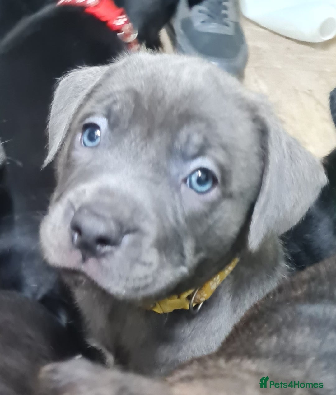 Mixed Breed dogs for sale: Presa canario - Advert 14