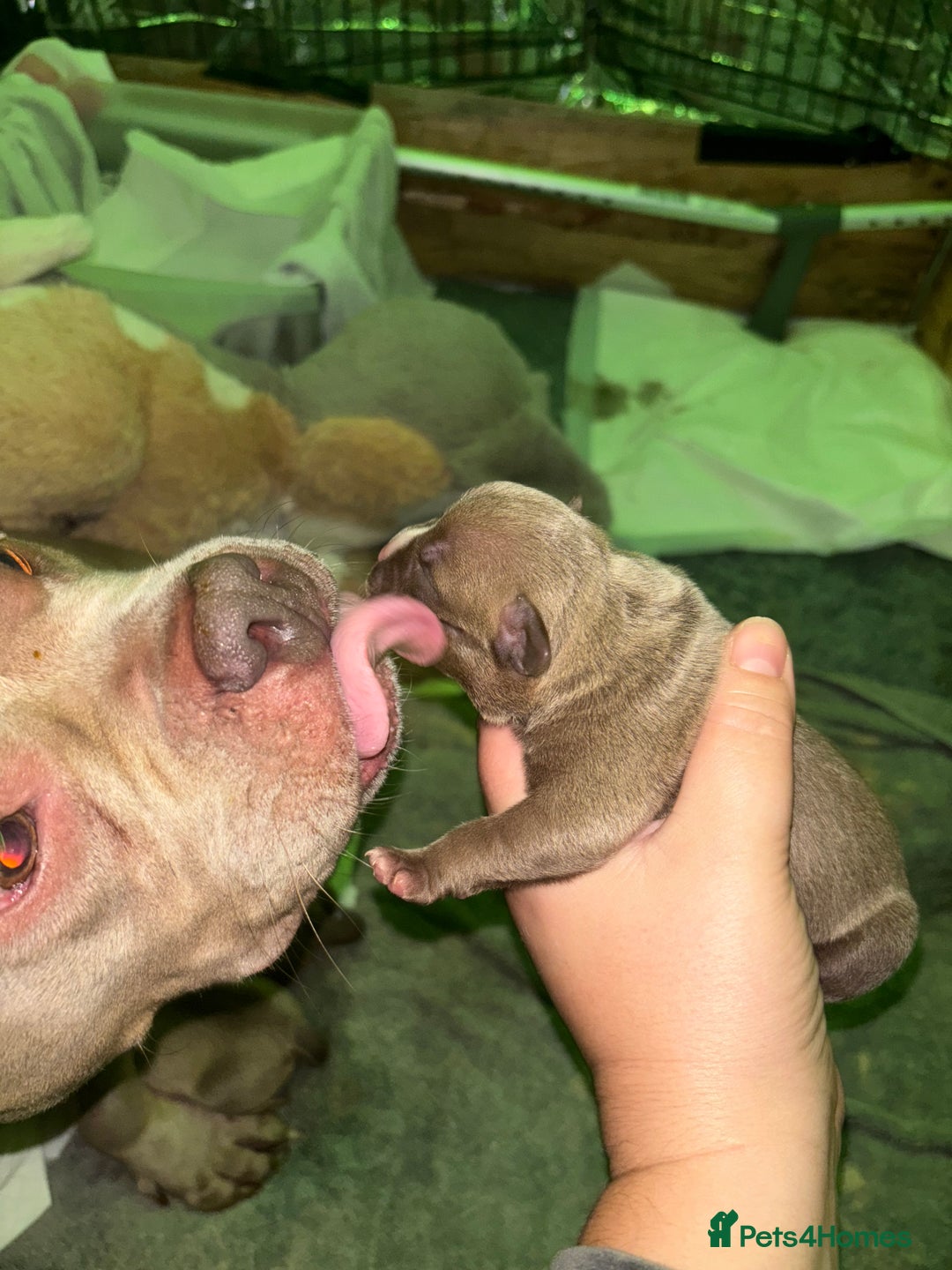 American Bully dogs for sale: Pocket bully puppy’s  - Image 24