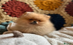 Pomeranian dogs for sale: Fabulous Pomeranian Girl Puppies  - Image 7