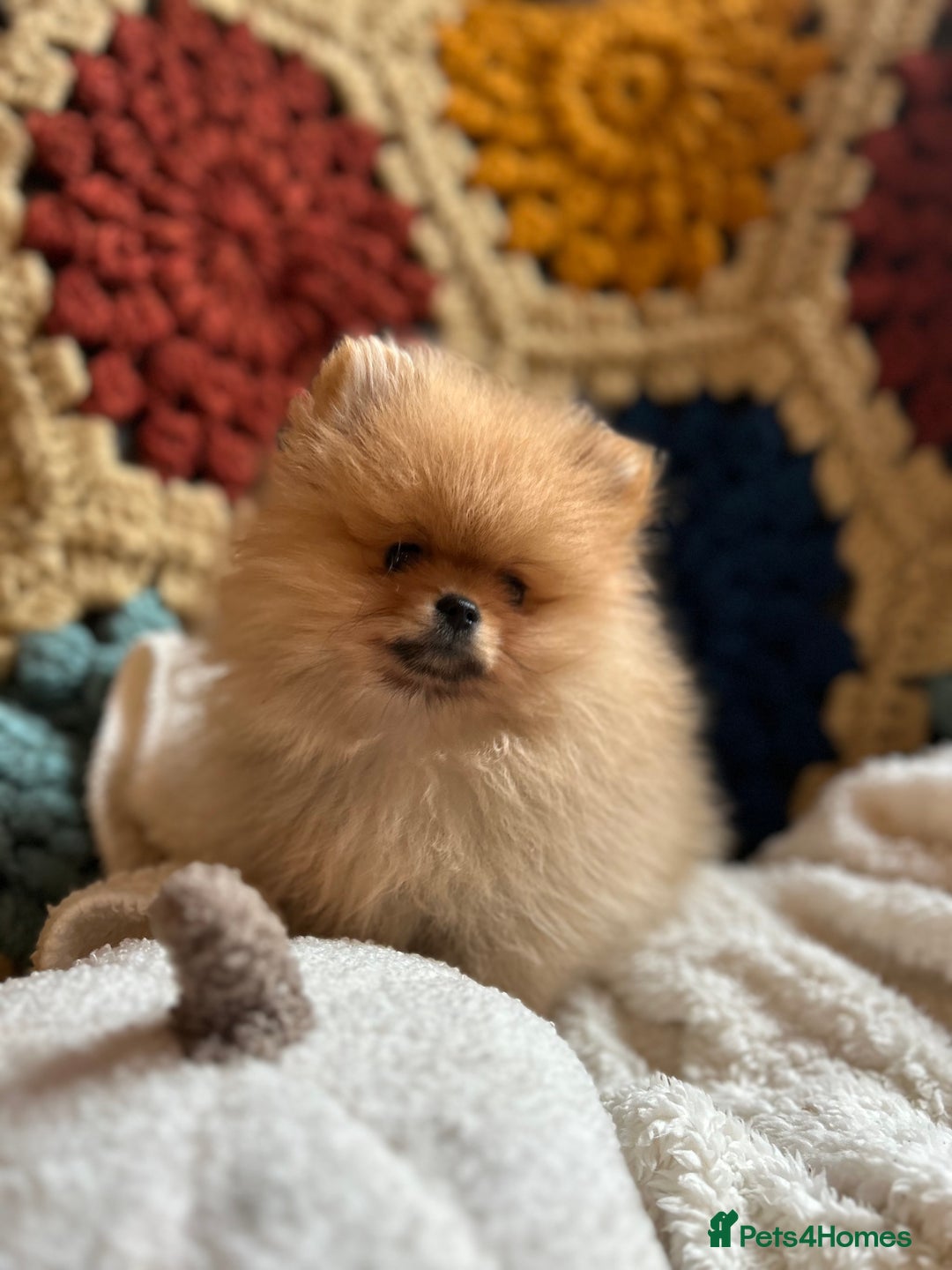 Pomeranian dogs for sale: Fabulous Pomeranian Girl Puppies  - Image 7
