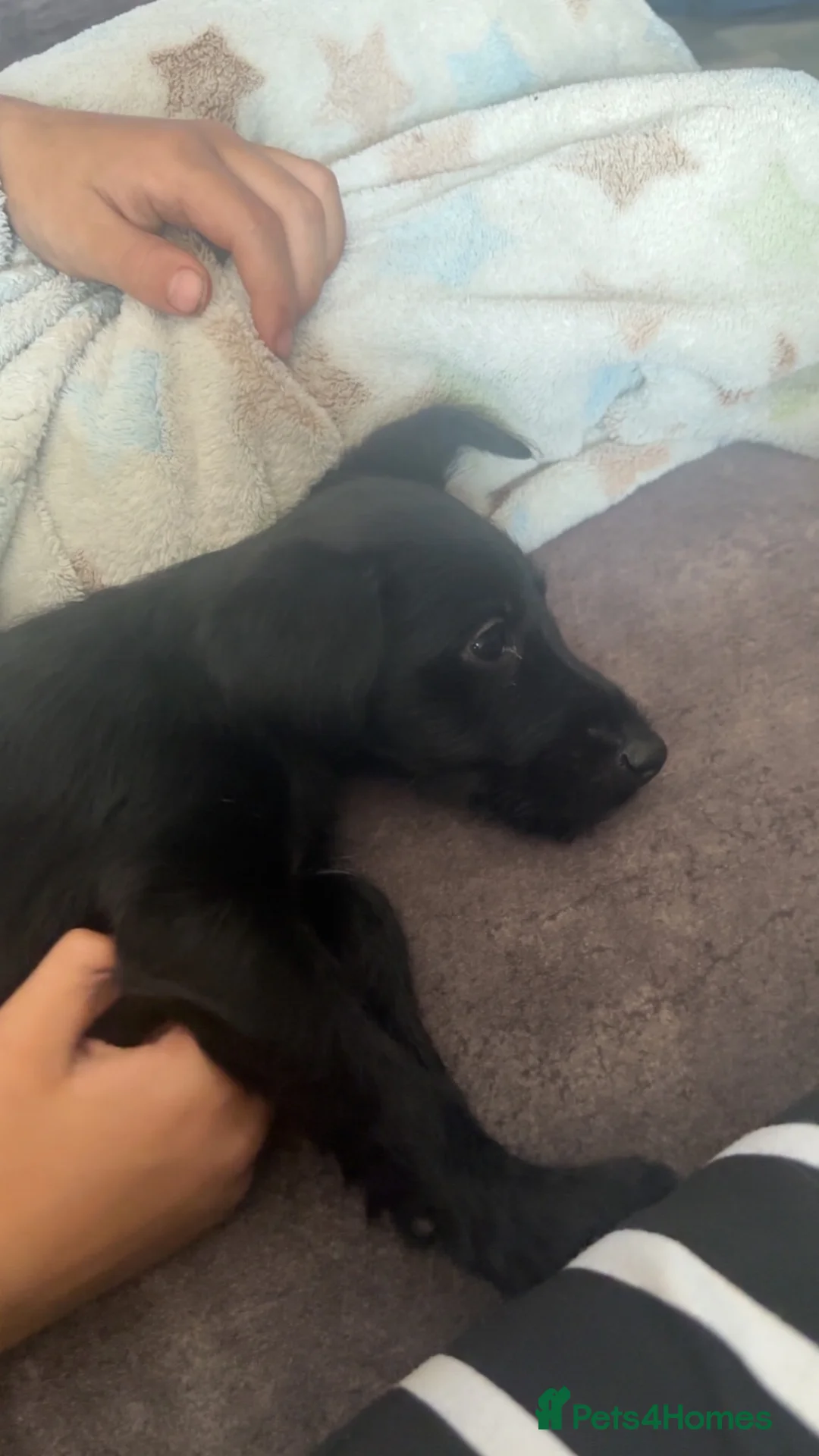 Patterdale Terrier dogs for sale: Pure black patterdale female pup - Advert 8