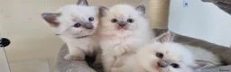 Ragdoll cats for sale: Fluffy Ragdoll  kittens  - Advert 2