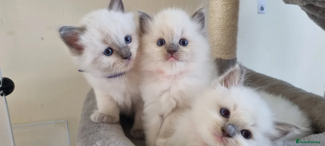 Ragdoll cats for sale: Fluffy Ragdoll  kittens  - Advert 2