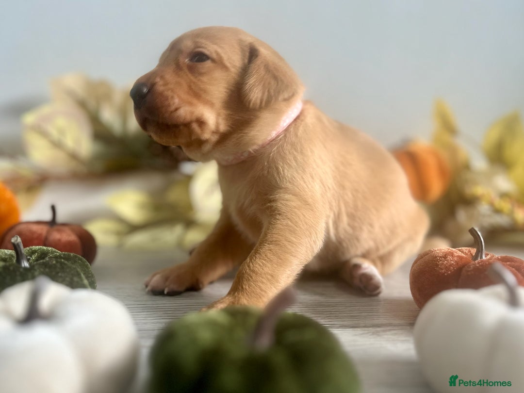 Labrador Retriever dogs for sale: Yellow Labrador Puppies - Image 21