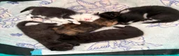 Mixed Breed cats for sale: 5 beautiful kittens - Advert 3
