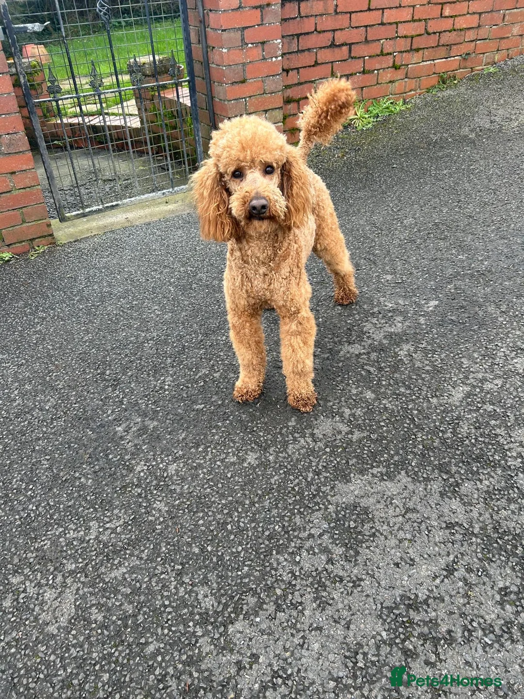 Maltipoo dogs for sale: Stunning Maltipoos  - Advert 7