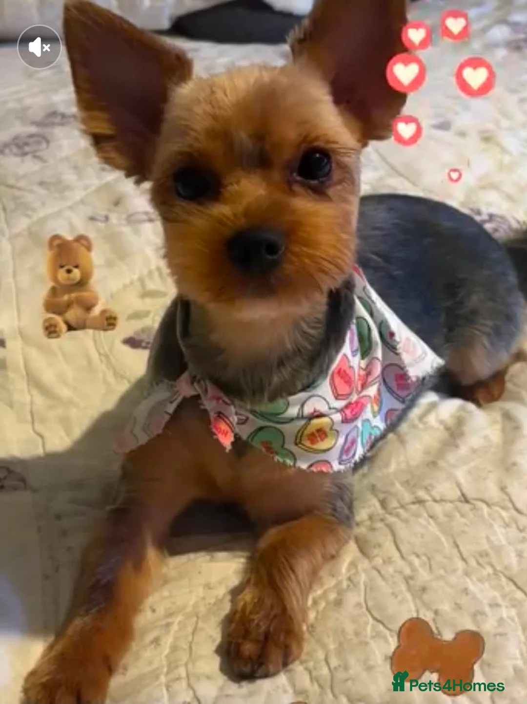 Yorkshire Terrier dogs for sale: 2 Yorkshire Terrier Girls Ready Now in Chelmsford - Advert 8