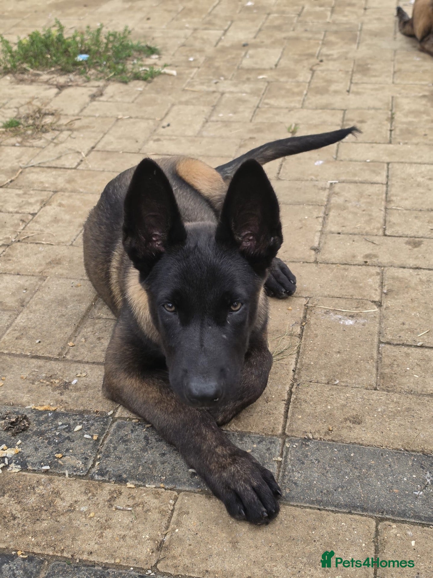Belgian Shepherd Dog dogs Belgian shepards manolis  - Advert 2