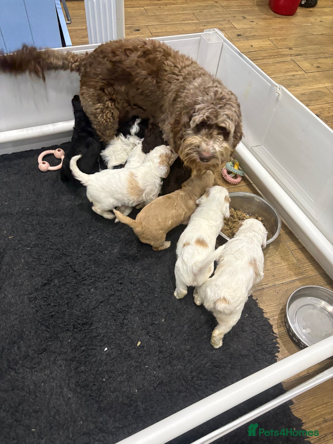 Clumber Spaniel dogs for sale: Clumber x puppies ready to leave 23/12/25 - Advert 4