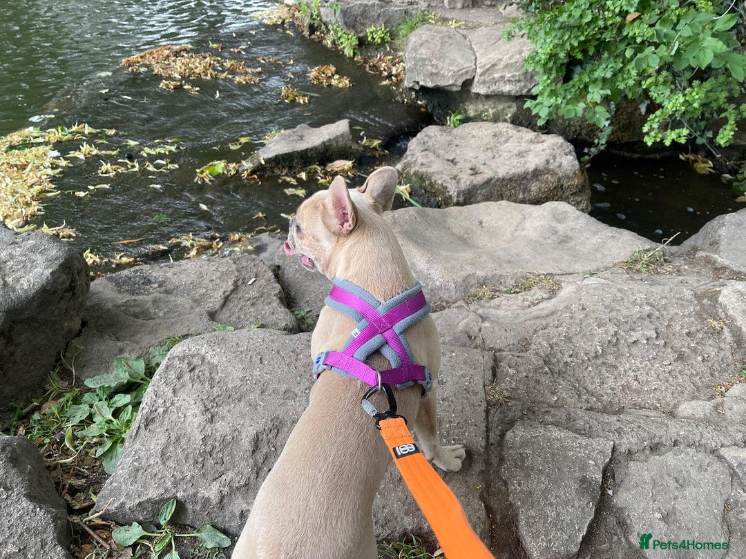 French Bulldog dogs for sale: Female Lilac Fawn  - Advert 2